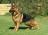gsd 44 (2)