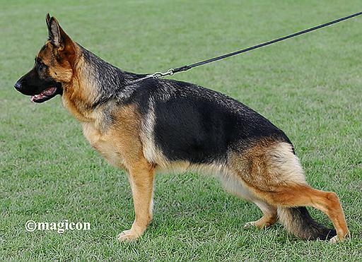 deny magicon 800 .jpg