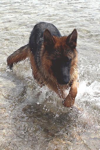 elmo cres 11 jpg.jpg