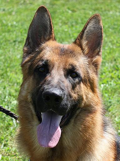 falco 2 - 14 months.jpg