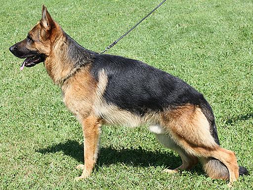 falco 3 - 14 months.jpg