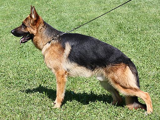 falco 5 - 14 months.jpg