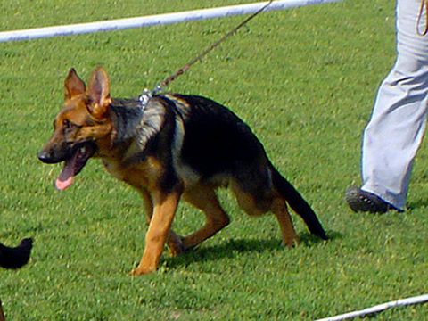 khan